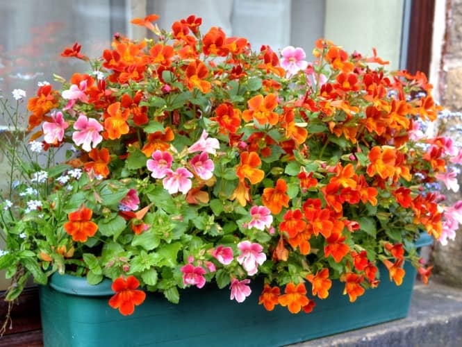 plantas florales para cultivar a pleno sol