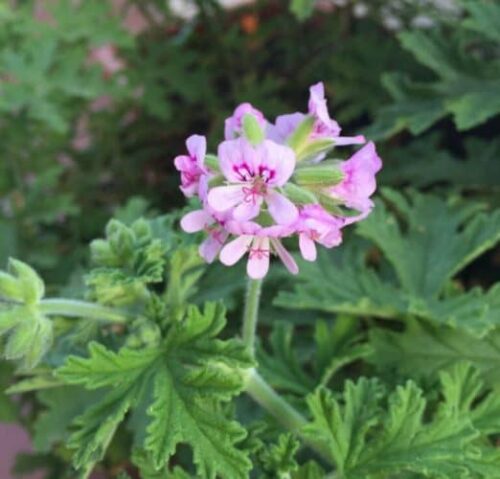 cultivar geranio de olor