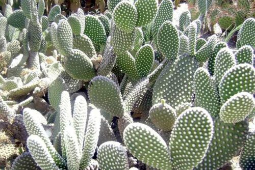 cultivar cactus Alas de ángel