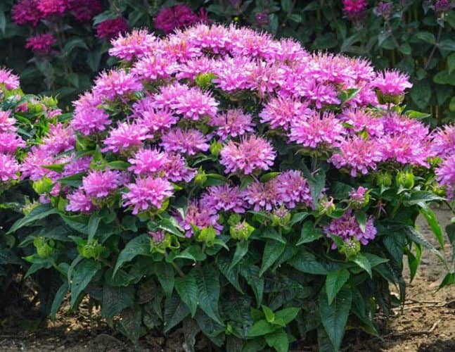 cultivar monarda