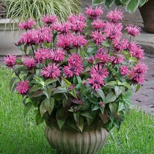 cultivar monarda