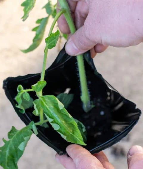 Errores al cultivar tomates