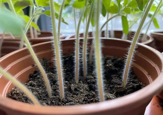 Errores al cultivar tomate