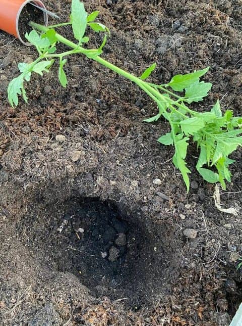 Errores al cultivar tomate