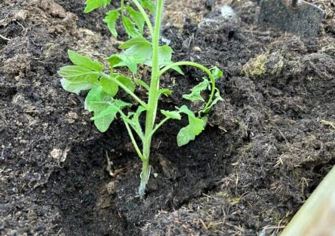 Errores al cultivar tomate