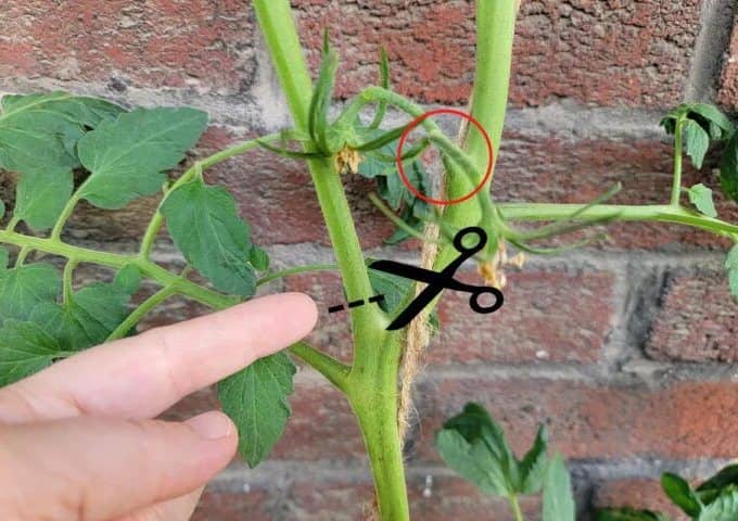 Errores al cultivar tomate