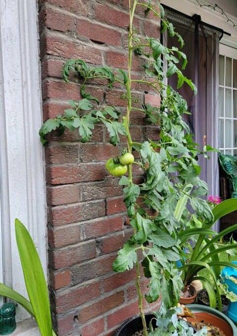 Errores al cultivar tomate