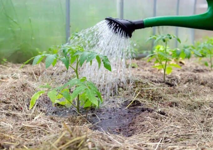 Errores al cultivar tomate