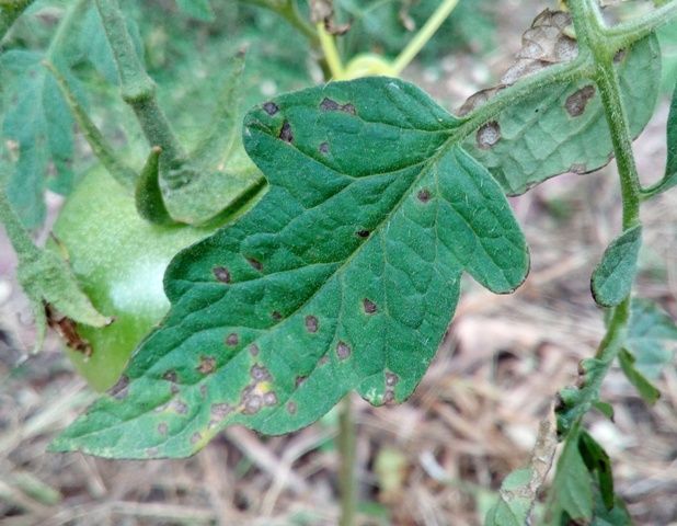 Errores al cultivar tomate