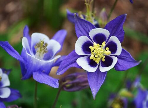 Flores para cultivar bajo la Sombra de los Árboles