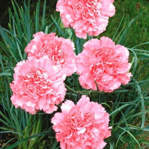 Flores para cultivar bajo la Sombra de los Árboles