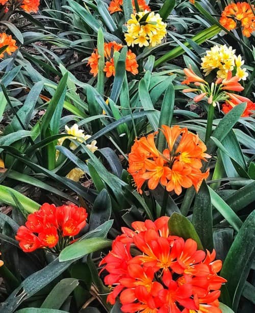 Flores para cultivar bajo la Sombra de los Árboles