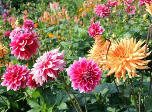 Flores para cultivar bajo la Sombra de los Árboles