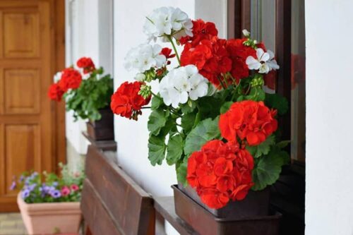 Flores para cultivar bajo la Sombra de los Árboles