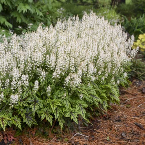 Flores para cultivar bajo la Sombra de los Árboles