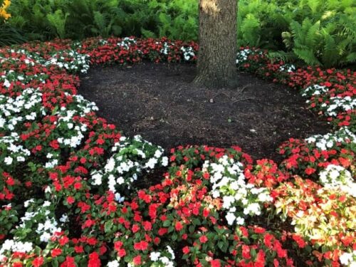 Flores para cultivar bajo la Sombra de los Árboles