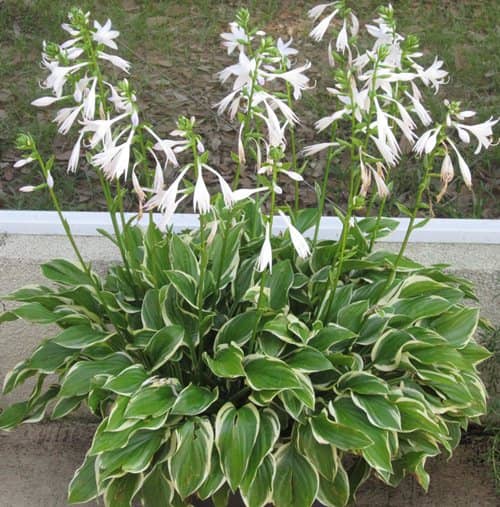 Flores para cultivar bajo la Sombra de los Árboles