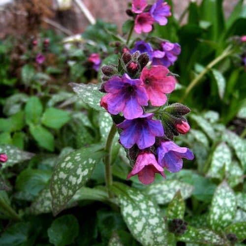 Flores para cultivar bajo la Sombra de los Árboles