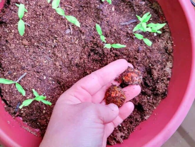 Cultivar tomates a partir de rodajas