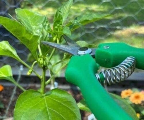 lograr que las plantas de Pimiento crezcan más rápido