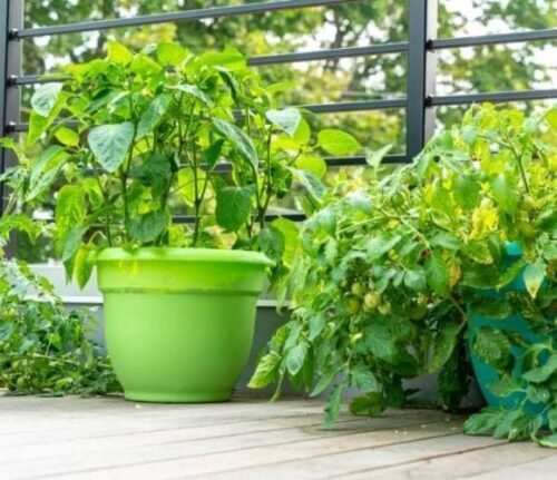 lograr que las plantas de Pimiento crezcan más rápido