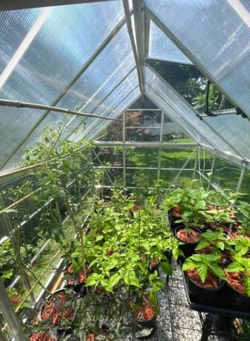 conseguir que las plantas de Pimiento crezcan más rápido