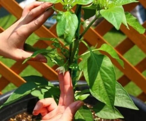 lograr que las plantas de Pimiento crezcan más rápido