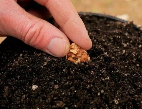 germinar semillas de durazno