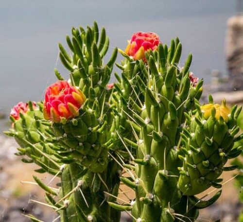 cultivar Cactus Alfileres de Eva