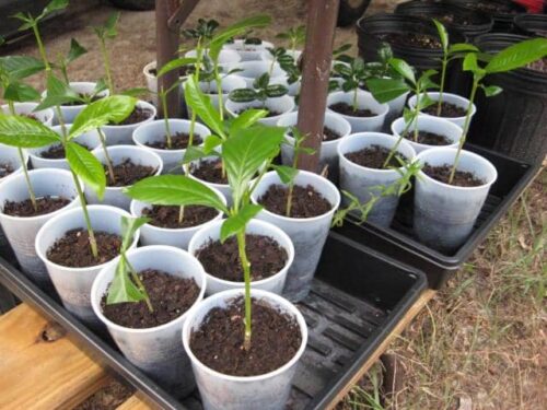 cultivar semillas de gardenia