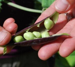 plantas para cultivar con Calabacines