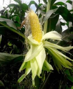 plantas para cultivar con Calabacines