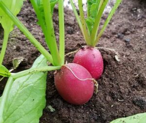 plantas para cultivar con Calabacines