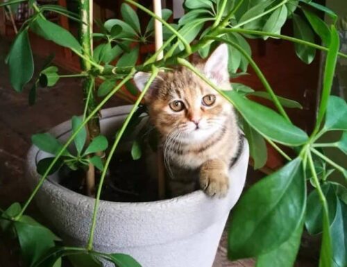 Usos del Vinagre en plantas de interior