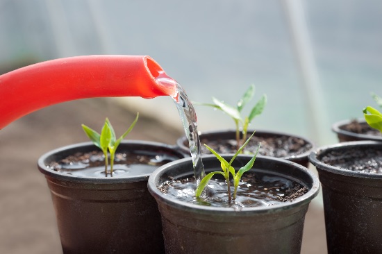 exceso de agua en las plantas