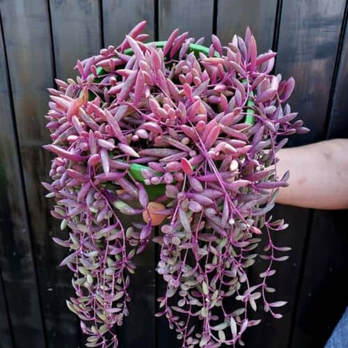 cultivar collar de rubíes