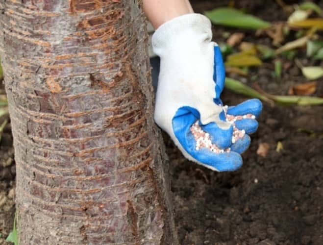 Motivos por los que un árbol frutal no da frutos