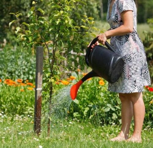 Motivos por los que un árbol frutal no da frutos