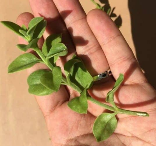 cultivar planta Rocío Aptenia cordifolia