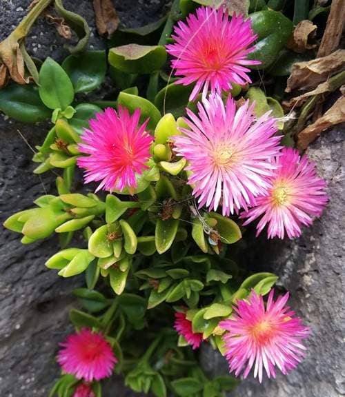 cultivar planta Rocío Aptenia cordifolia