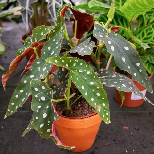 cultivar Begonia Maculata cuidados