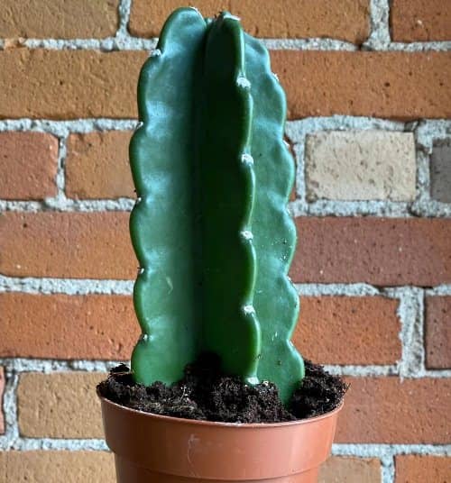 tipo de cactus sin espinas