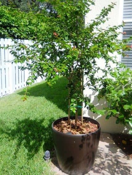 cultivar cereza en maceta