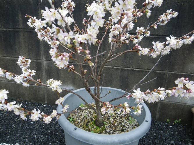 cultivar cereza en maceta