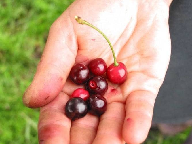 cultivar cereza en maceta