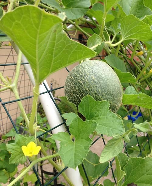 cultivar melones en maceta