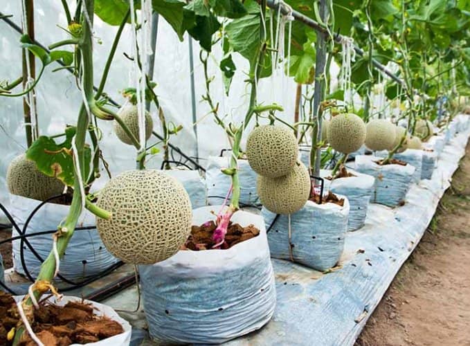 cultivar melones en maceta
