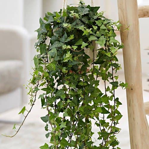 plantas colgantes para interiores