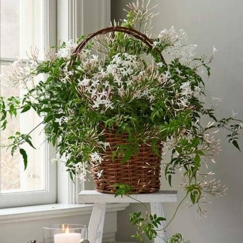 plantas colgantes para interiores