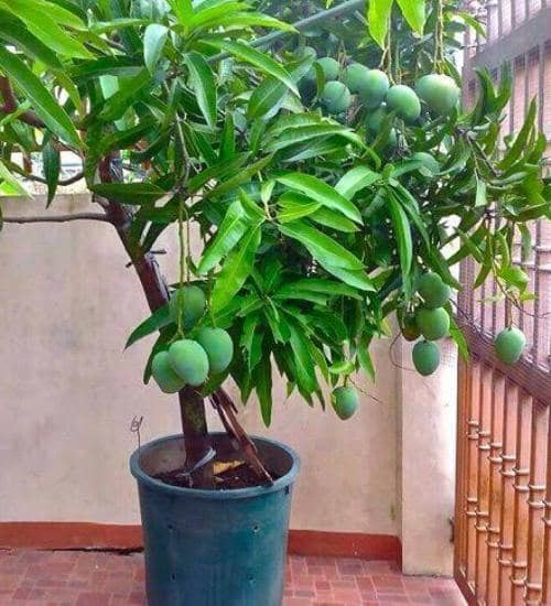 Frutas tropicales que se pueden cultivar en maceta